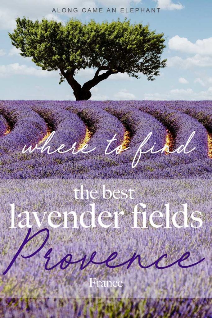 Heading to France for a road trip or to explore the Provence lavender fields? You're at the right place! This Provence travel guide gives you the low down on the best lavender fields in Provence, France and where to find them.