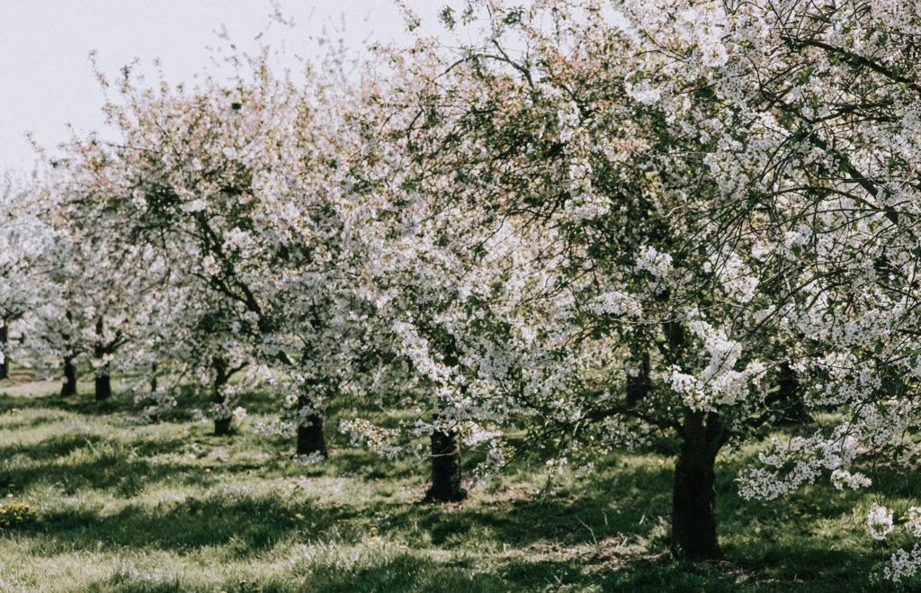 Beleef de pracht van de bloesems in Limburg