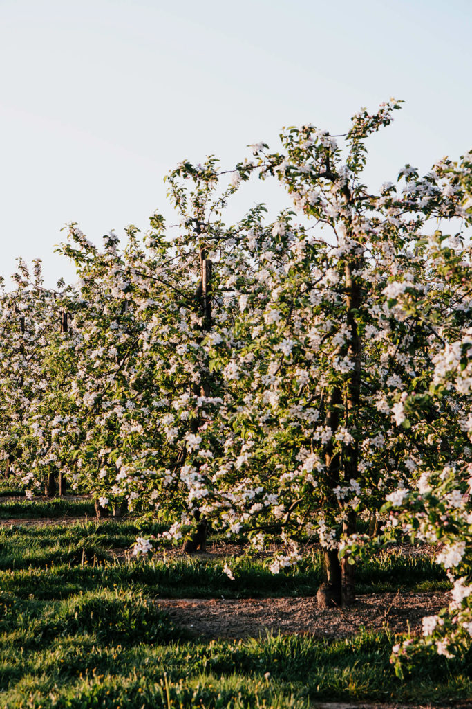 Ontdek de bloesems in Haspengouw