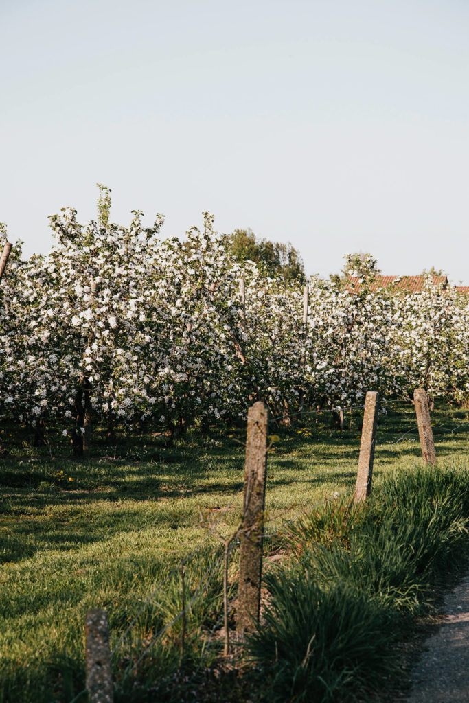 Bewonder de bloesempracht van Haspengouw tijdens een fietsweekend