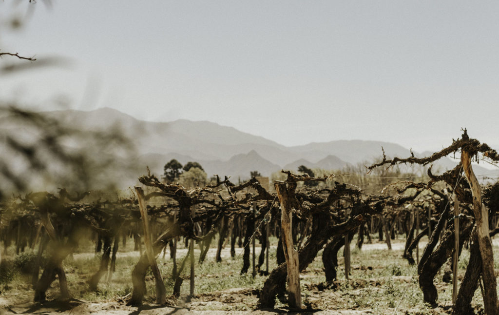 Old vineyards in Cafayate, Argentina