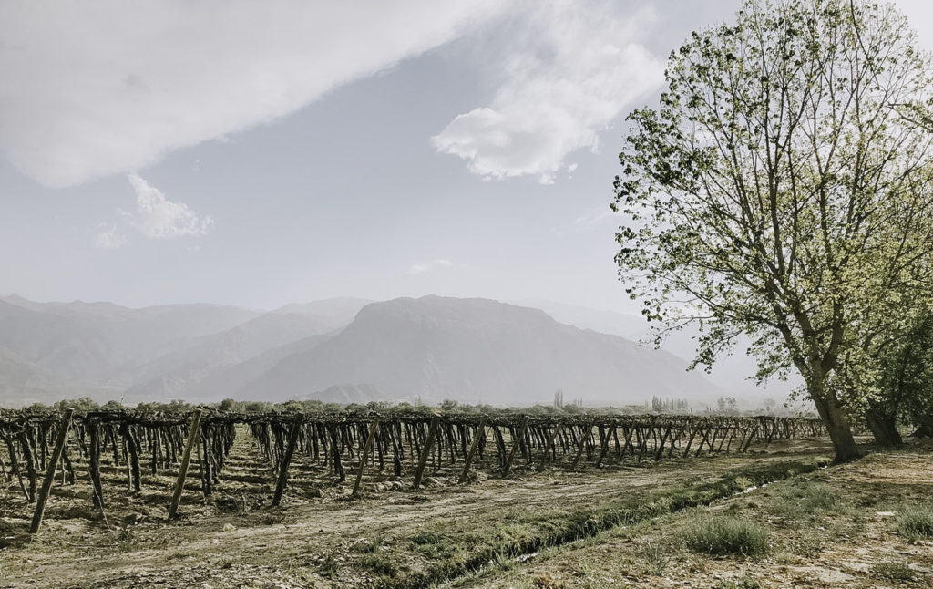 Gorgeous vineyards in Cafayate, Argetina