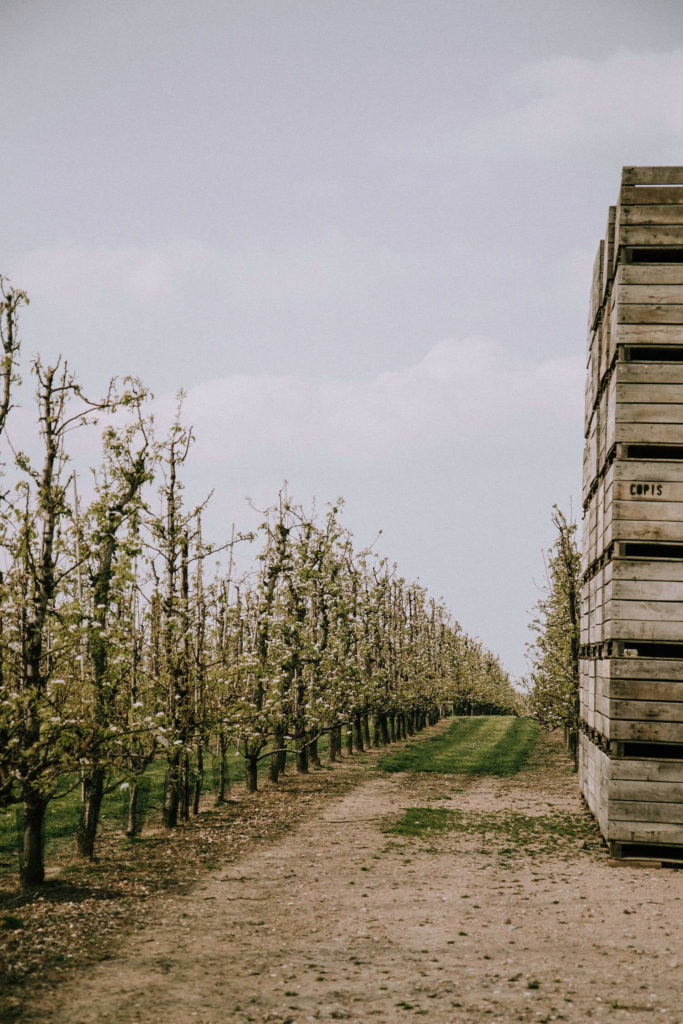 Beleef de pracht van de bloesems in Limburg