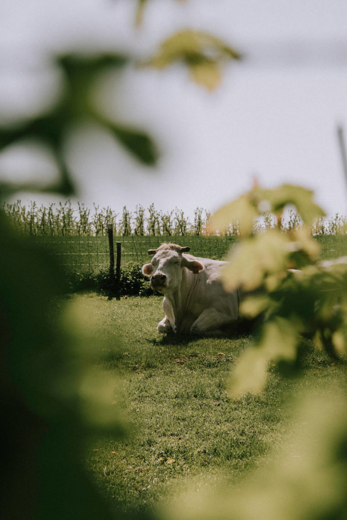 Fietsen doorheen het Limburgse platteland