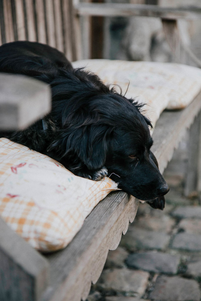 de hond des huizes van het kastellandgoed De Kerckhem