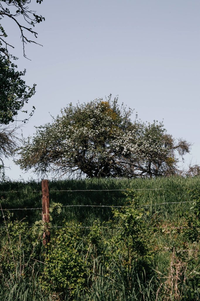 Geniet van een fietsweekend langs de bloesems in Limburg