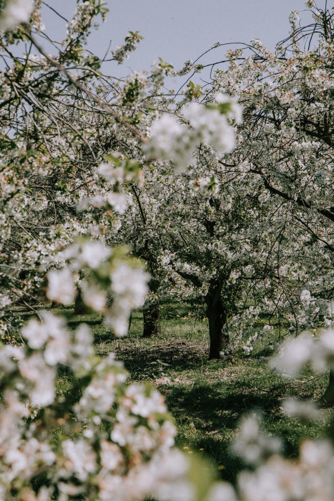 Bewonder de bloesempracht van Haspengouw op de fiets