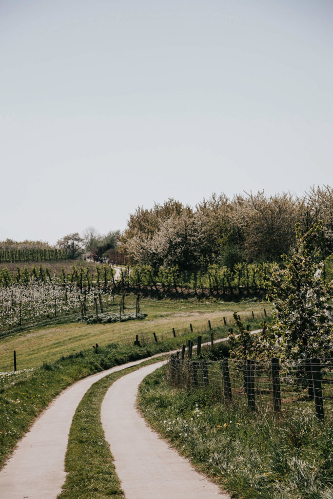 Ervaar de betovering van de bloesems in Borgloon