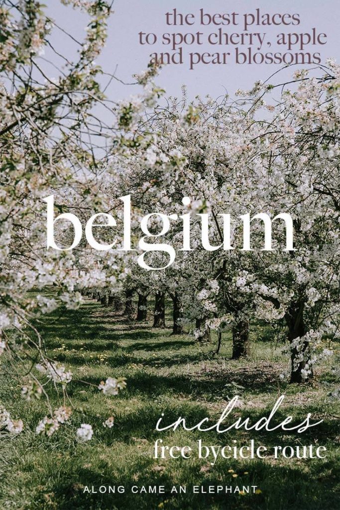 Belgium travel guide to finding the best blossom spotting locations in Haspengouw, Belgium. How to spend a weekend in Haspengouw, Belgium, among the most beautiful cherry, pear and pale orchards. Our blossom guide includes a free bycicle route along the most beautiful orchards! #blossoms #spring #belgium #travel