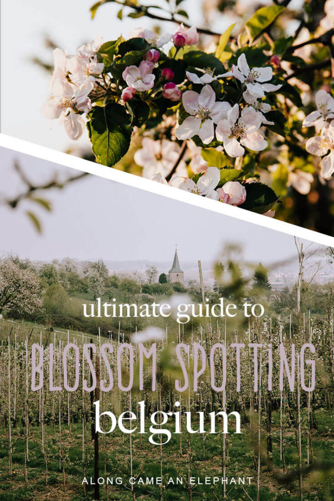 Belgium travel guide to finding the best blossom spotting locations in Haspengouw, Belgium. Did you know Belgium has the largest fruit production area in Western-Europe? It thus also has the largest cherry, pear and apple blossom region! Our blossom guide includes a free bycicle route along the most beautiful orchards! #blossoms #spring #belgium #travel