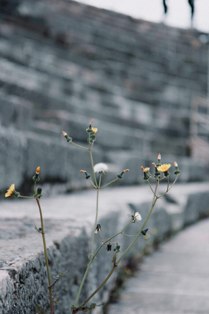 Close up of wild flowers growing between the stairs of the Verona Arena