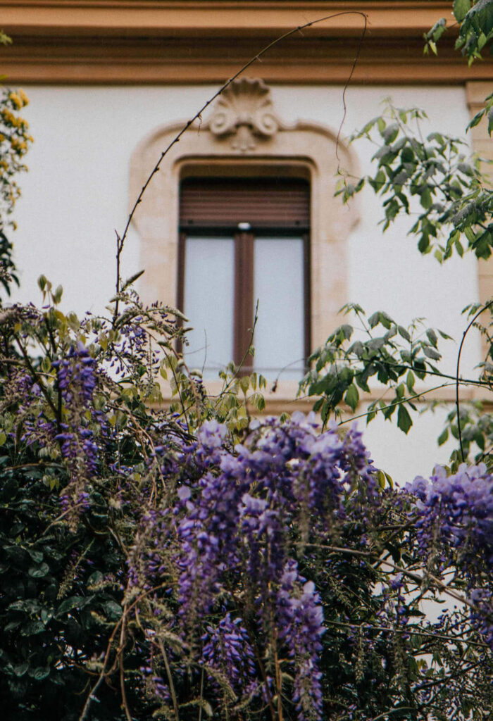 Verona Old Town wisteria