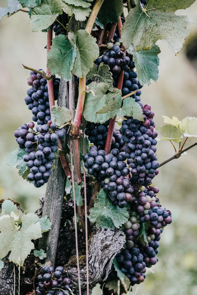 Summer in the Swiss vineyards of Heidiland