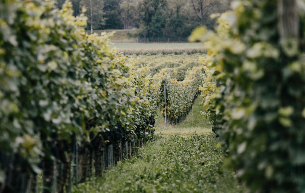 Exploring the vineyards of Maienfeld during summer