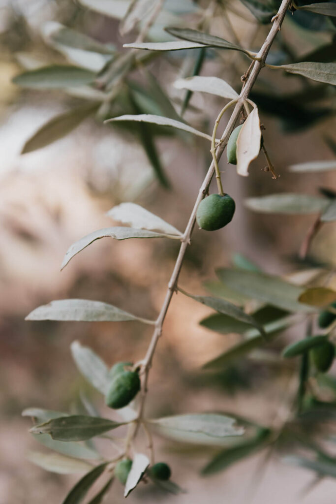 Olive branches near our Luxury Cabin