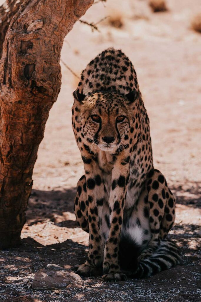 witnessing a Cheetah feeding at the Namibian Wildlife Sanctuary in Kanaan