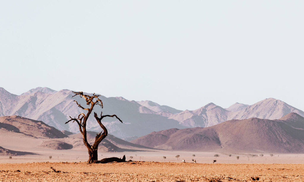 Namibia off the beaten path: dead tree in a dried up river bed that looks like Deadvlei