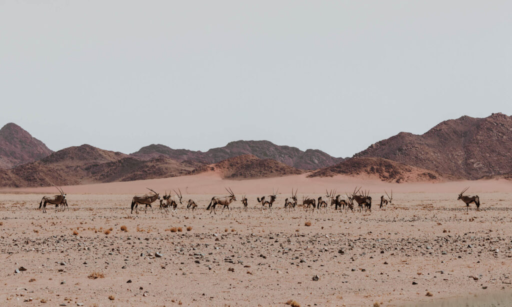 A group of Oryx at the Kanaan Desert Retreat