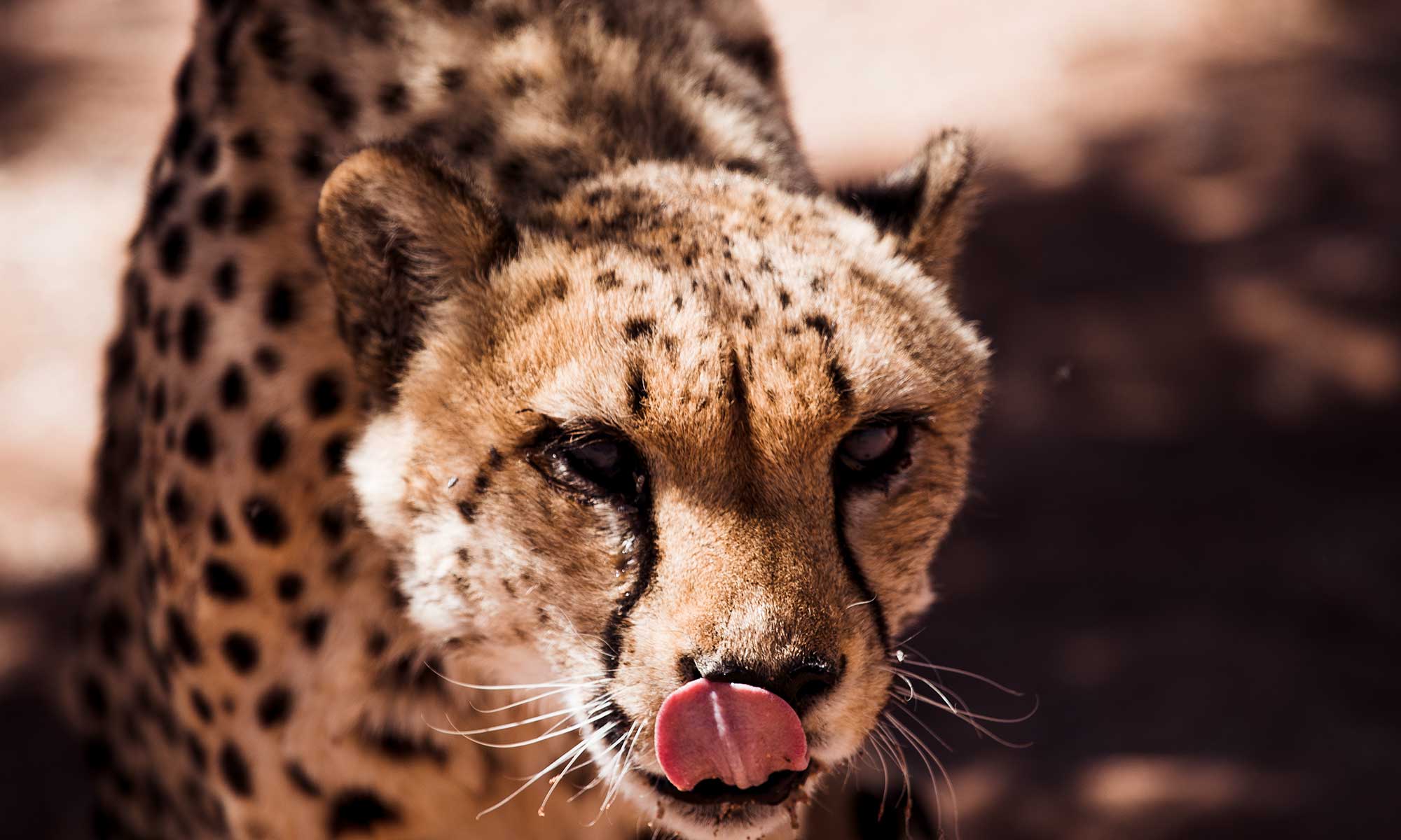 Ethical cheetah feeding in Namibia Wildlife Sanctuary 