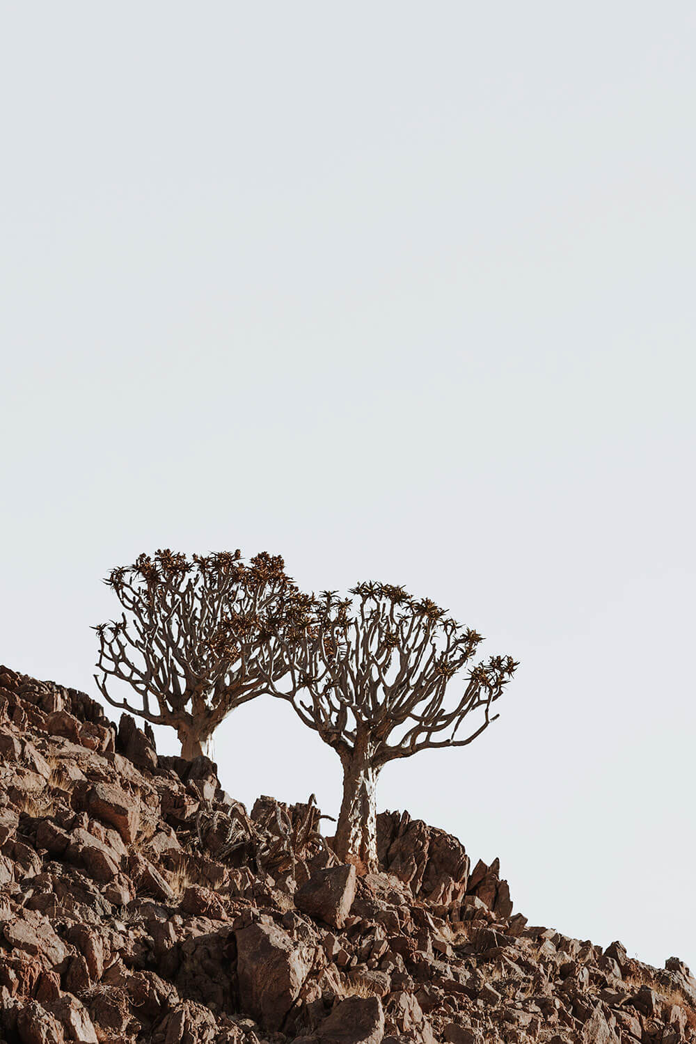 Quiver trees at the Kanaan Desert Retreat, an eco accommodation in Southern Namibia