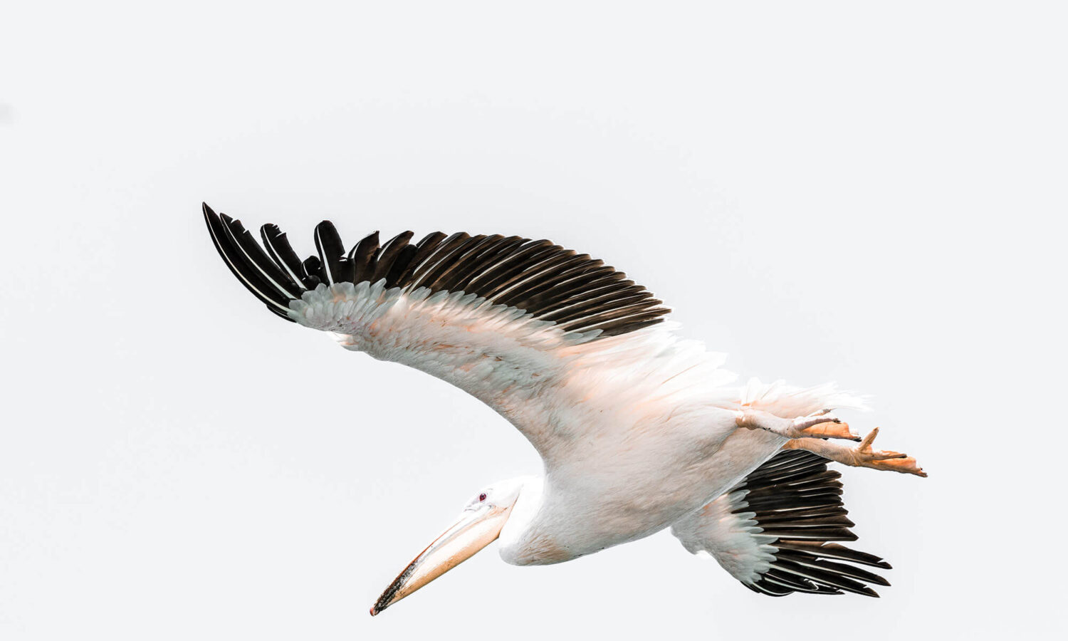 Pelican flying above our catamaran cruise from Walvis Bay