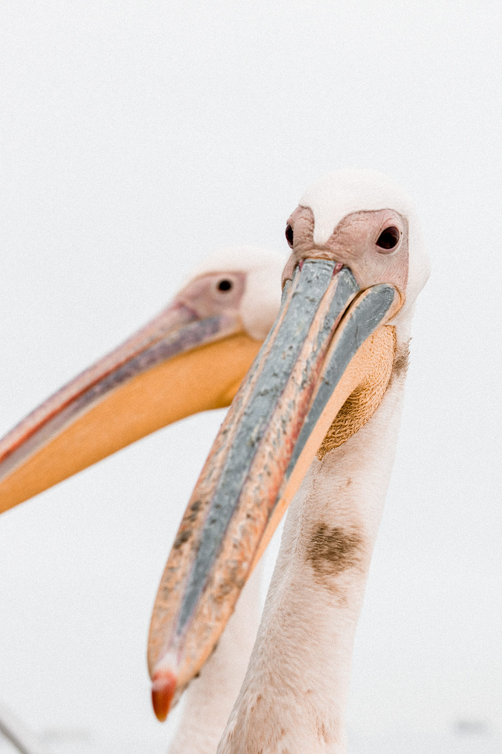 Elegant pelicans during a boat cruise - one of the best activities to do in Swakopmund