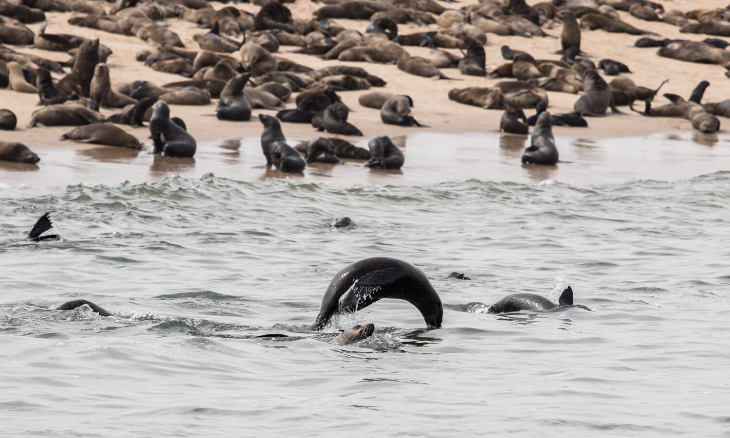 Cape Fur seals near Pelican Point during a dolphin and seal catamaran cruise in Namibia