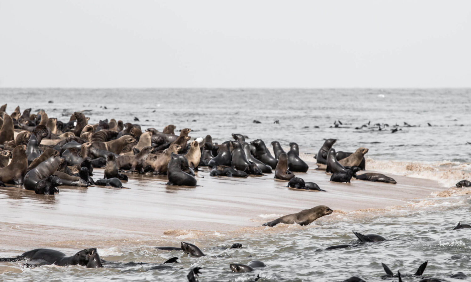 The day we took a boat cruise in Walvis Bay - seal spotting in Namibia -  Along Came An Elephant