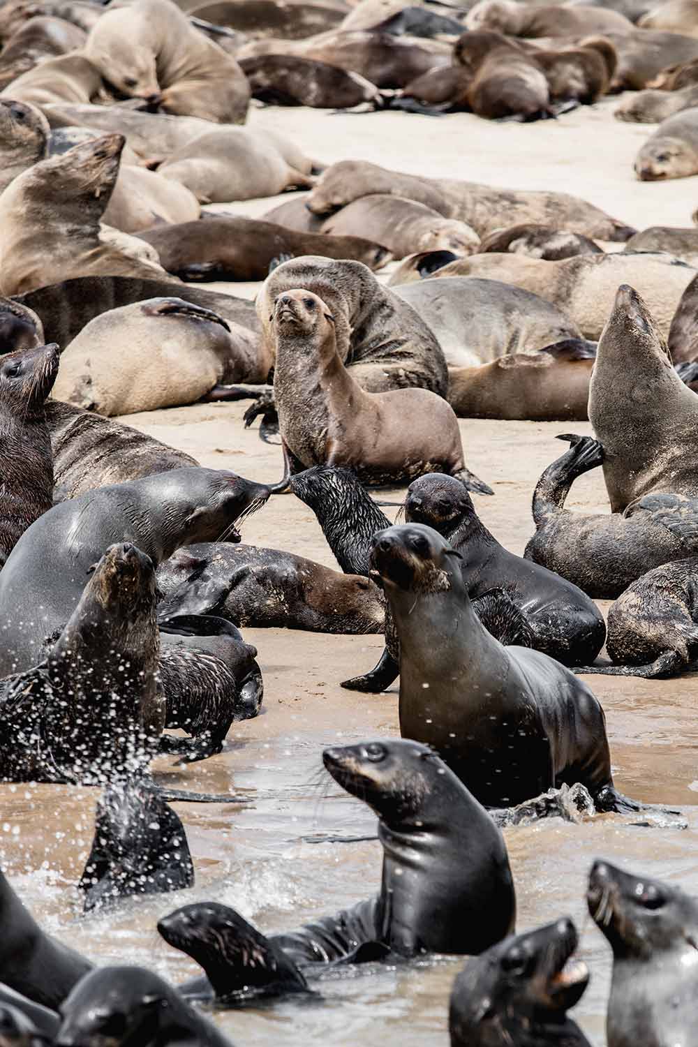 Cape Fur seals enjoying the sunshine between Walvis Bay and Swakopmund