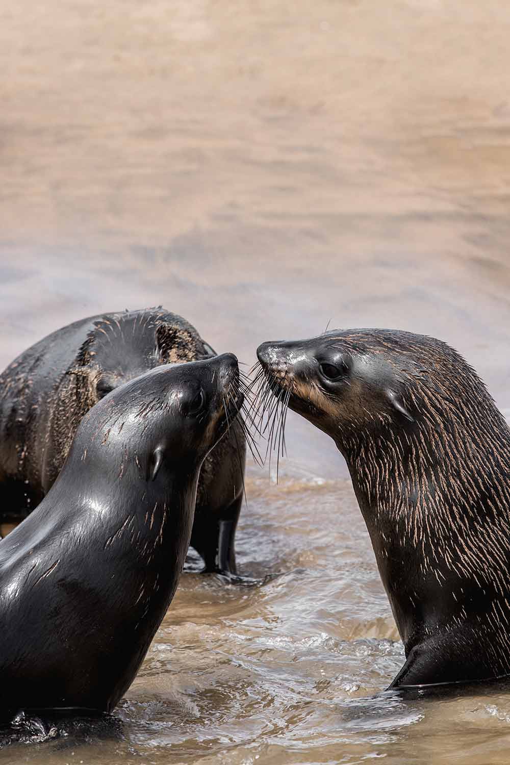 Cape Fur seals at Pelican Point during our boat cruise Walvis Bay