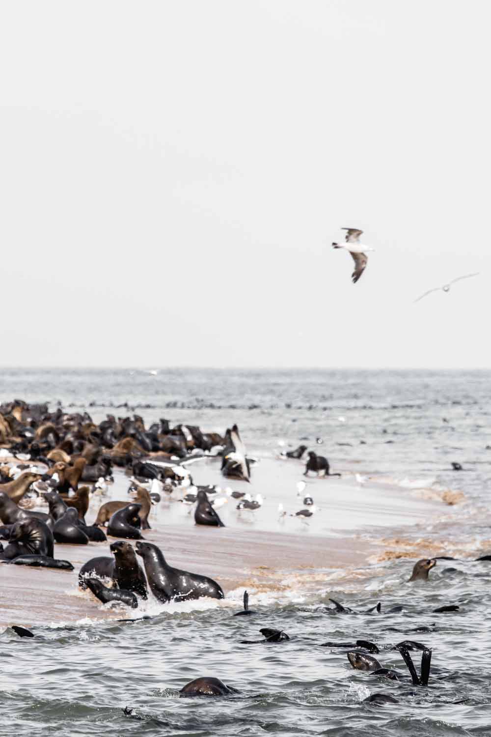 Hundreds of Cape Fur seals playfully basking in The Namibian sun