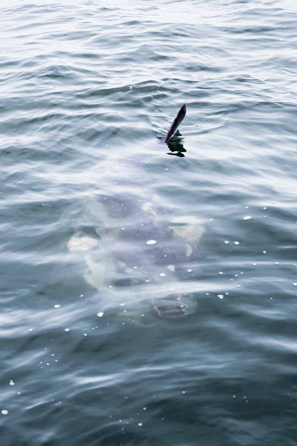 spotting Mola Mola or Sunfish on Walvis Bau-y boat trips