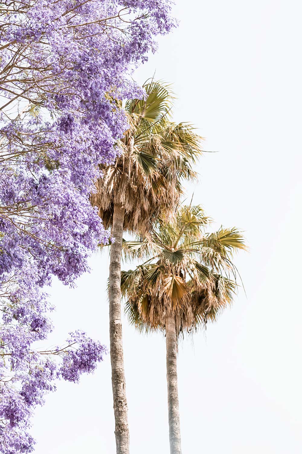 Palm trees in Jerusalem