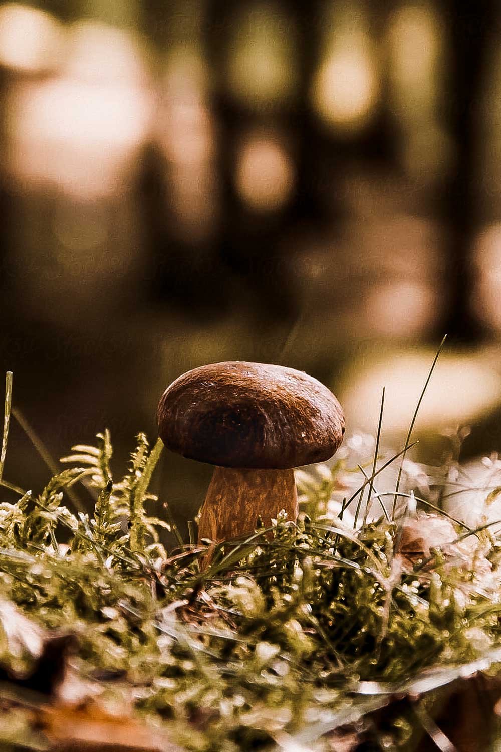 Guided mushroom walks and mushroom picking opportunities near Saint Hubert