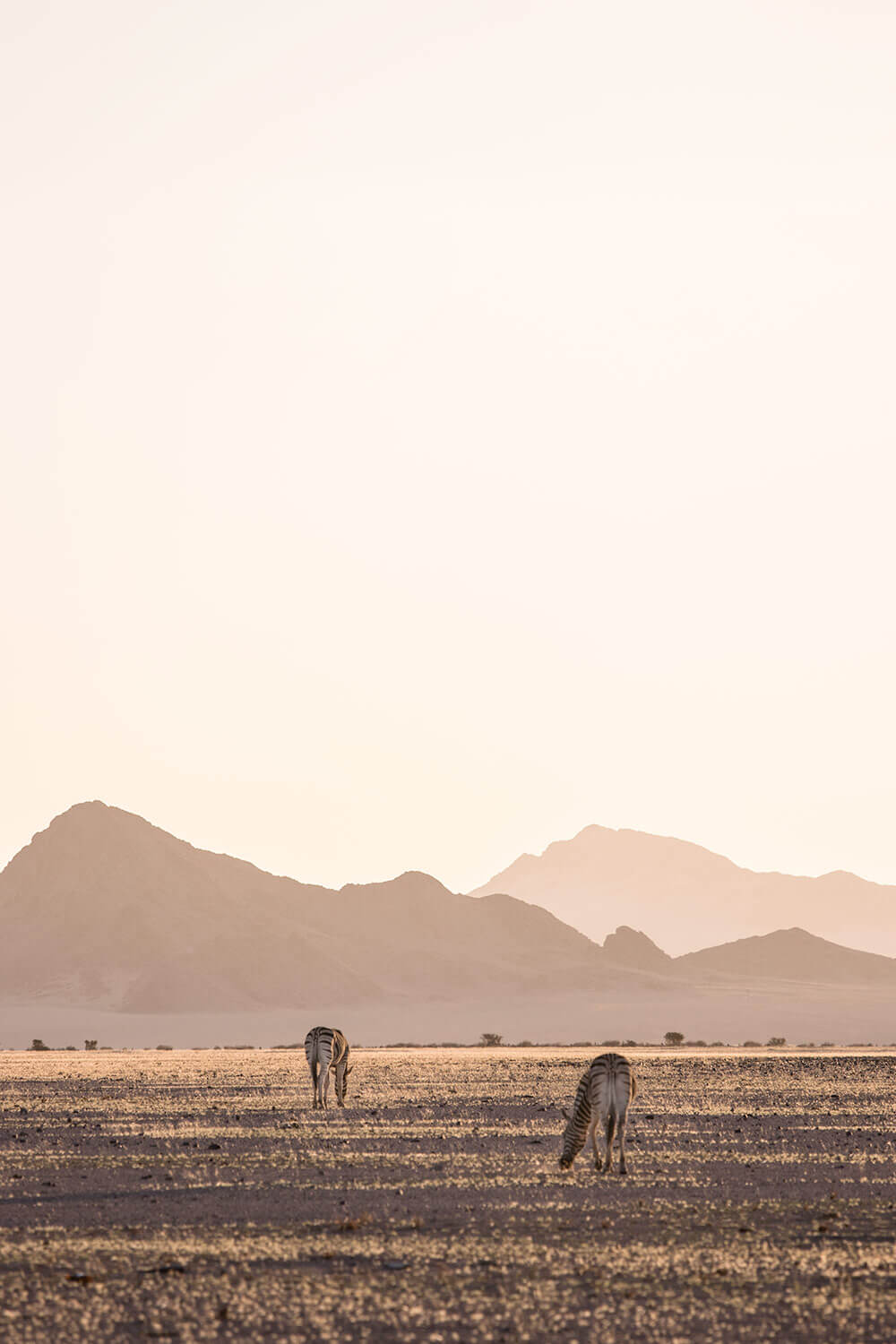 Zebras roaming the dry plains of the Namib desert