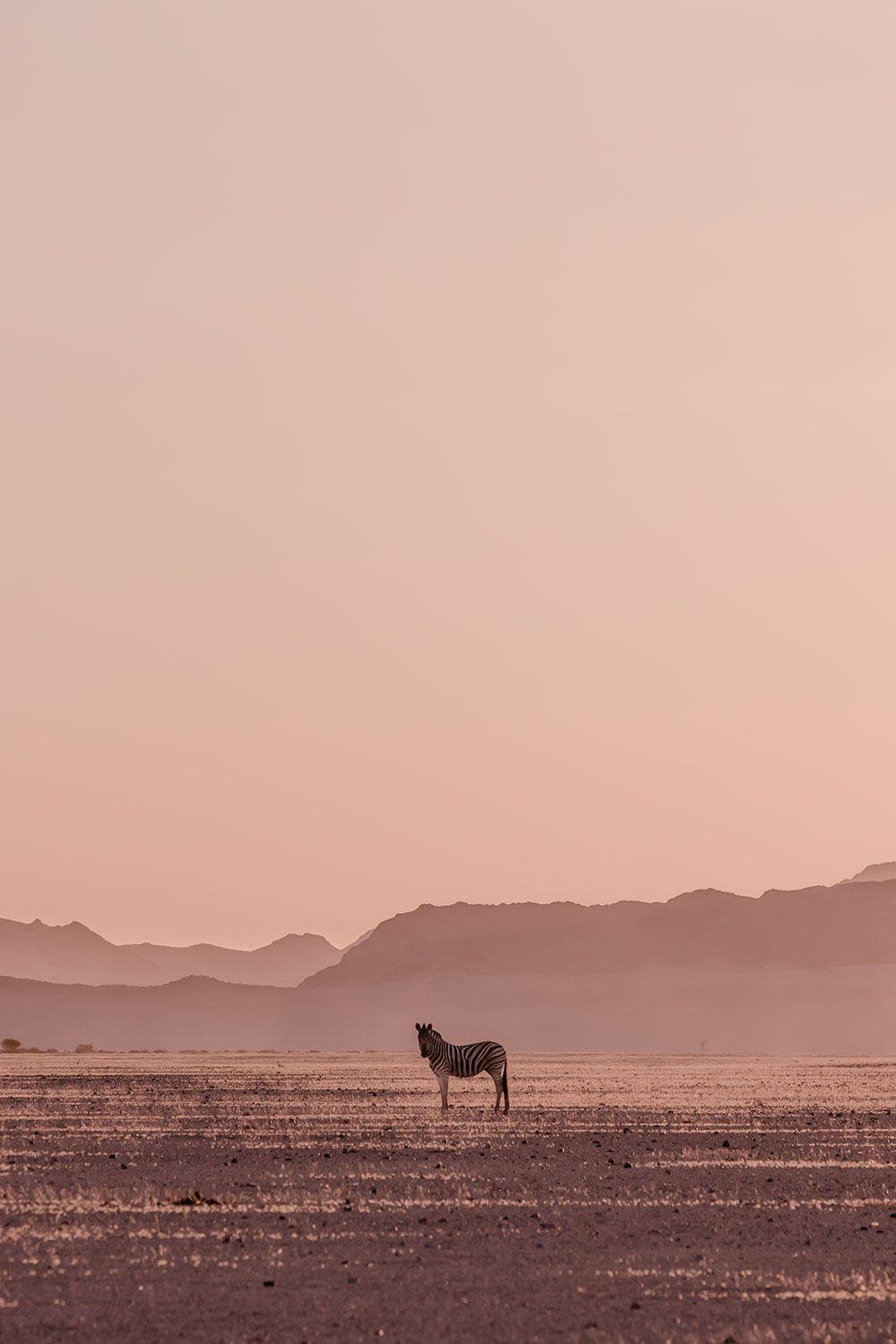 No shortage of Zebra spotting when spending 2 days in Sossusvlei