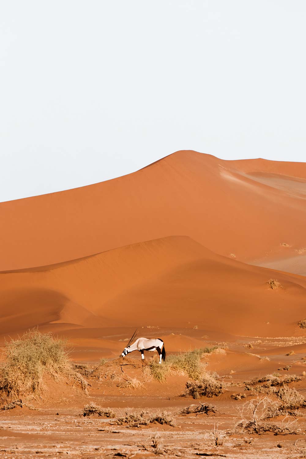 Oryxes even roam the seemingly inhabitable lands of Sossusvlei