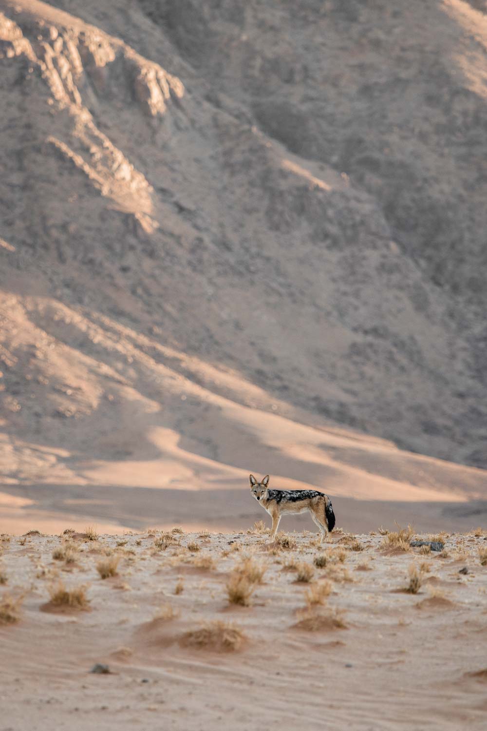 Rare desert foxes roam the Namib Desert plateau