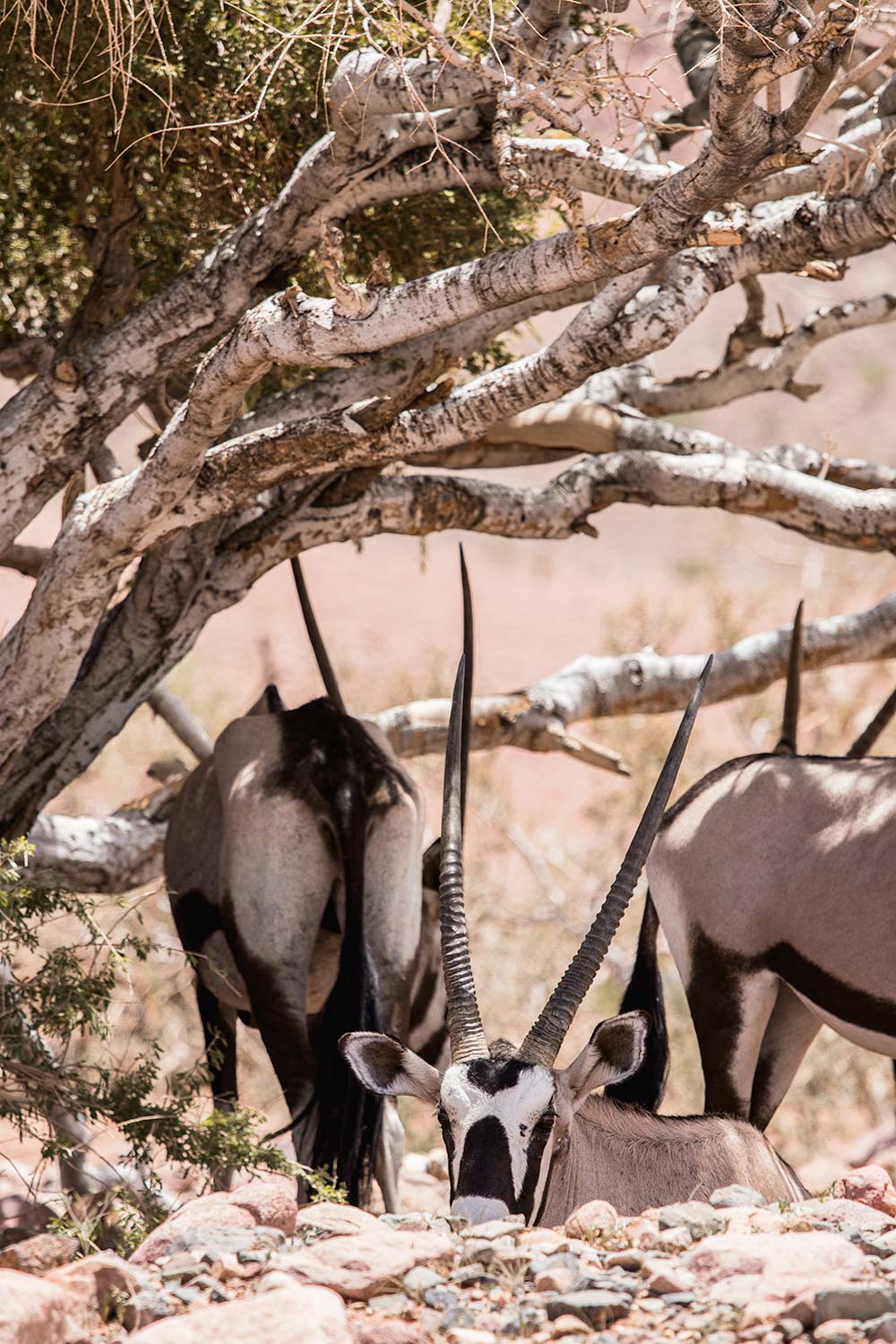 Oryxes looking for shade in the Namibian Desert