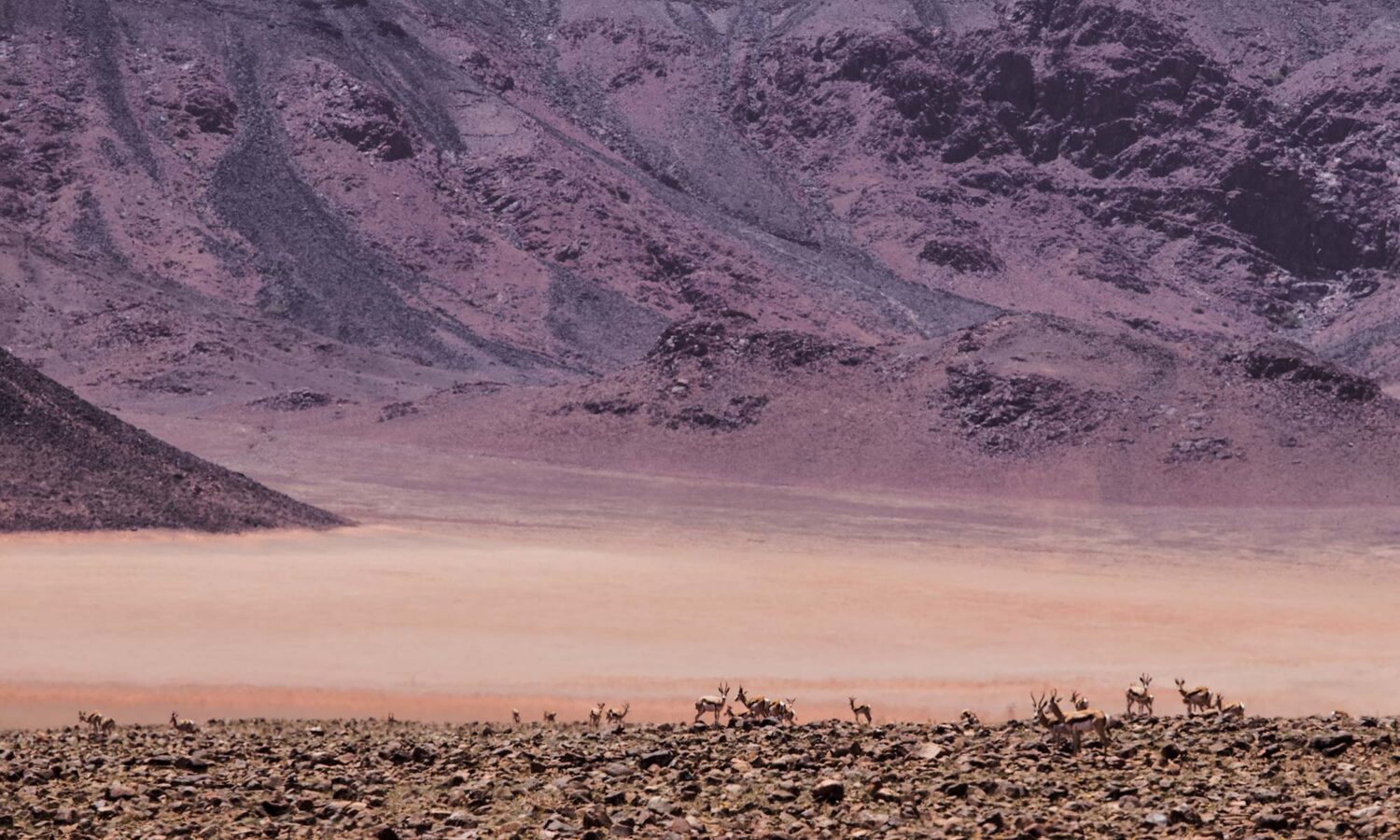 Tiny animals contrasting with imposing surrounding Namibian landscape