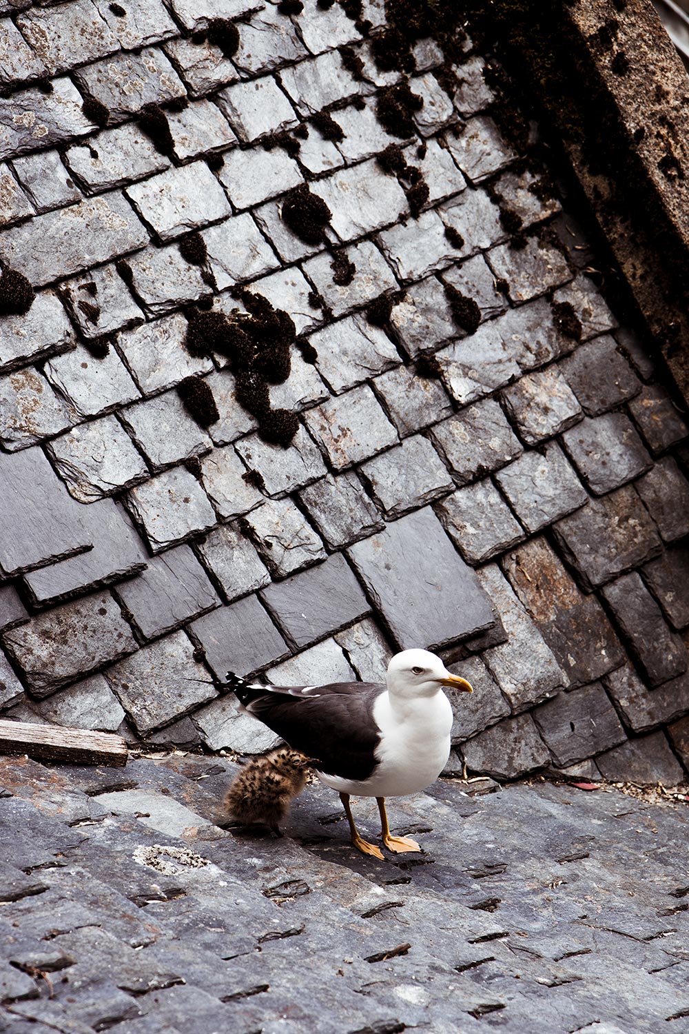 bird on the roof of the ancient houses in the Mont Saint Michel