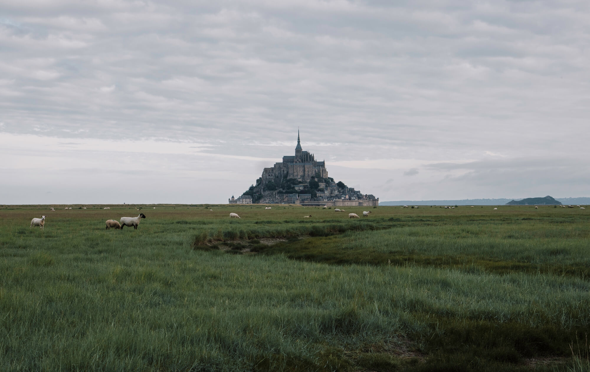 sheep grazing in the meadows of the Mont-St-Michel