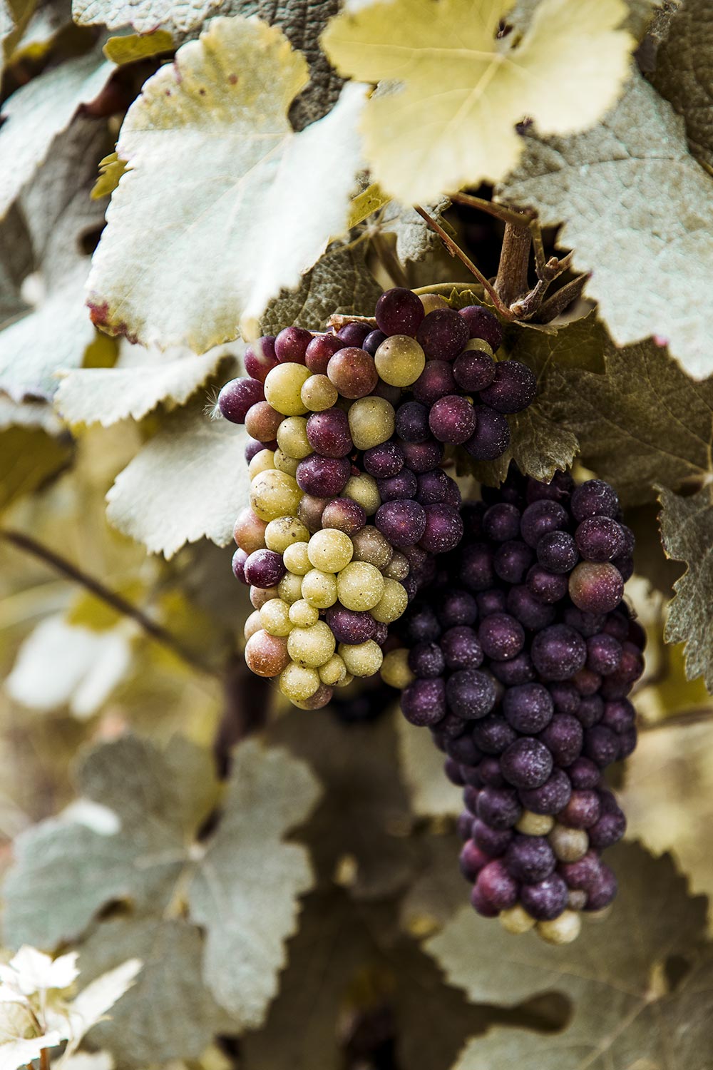 Lucious grapes in Sacy