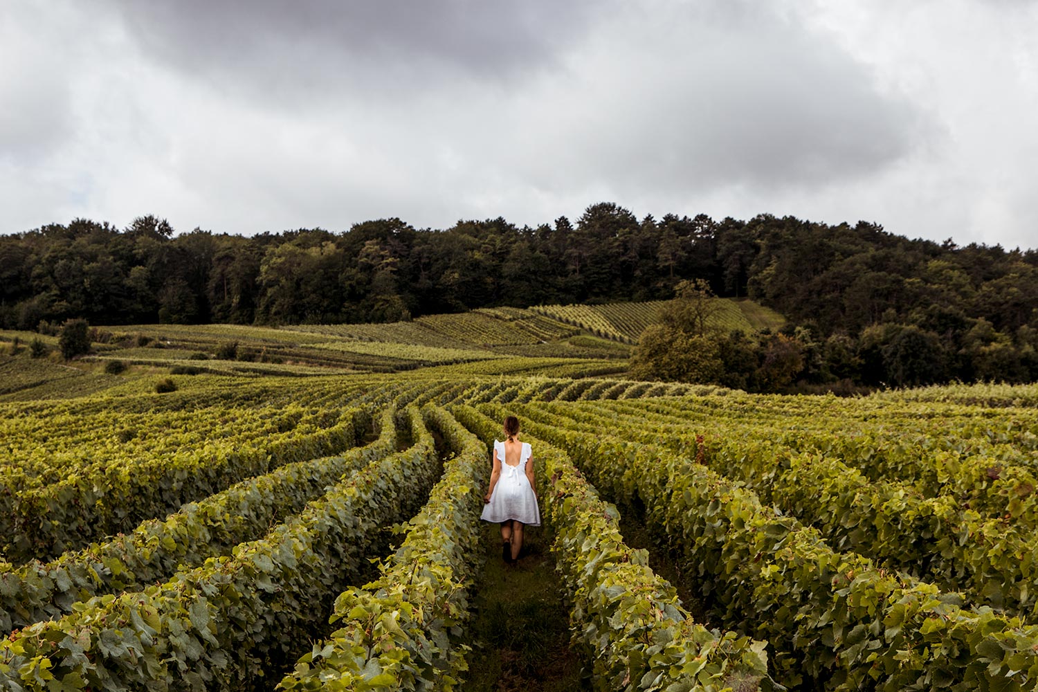 Veuve Clicquot vineyards in Montagne de Reims - Picture of La