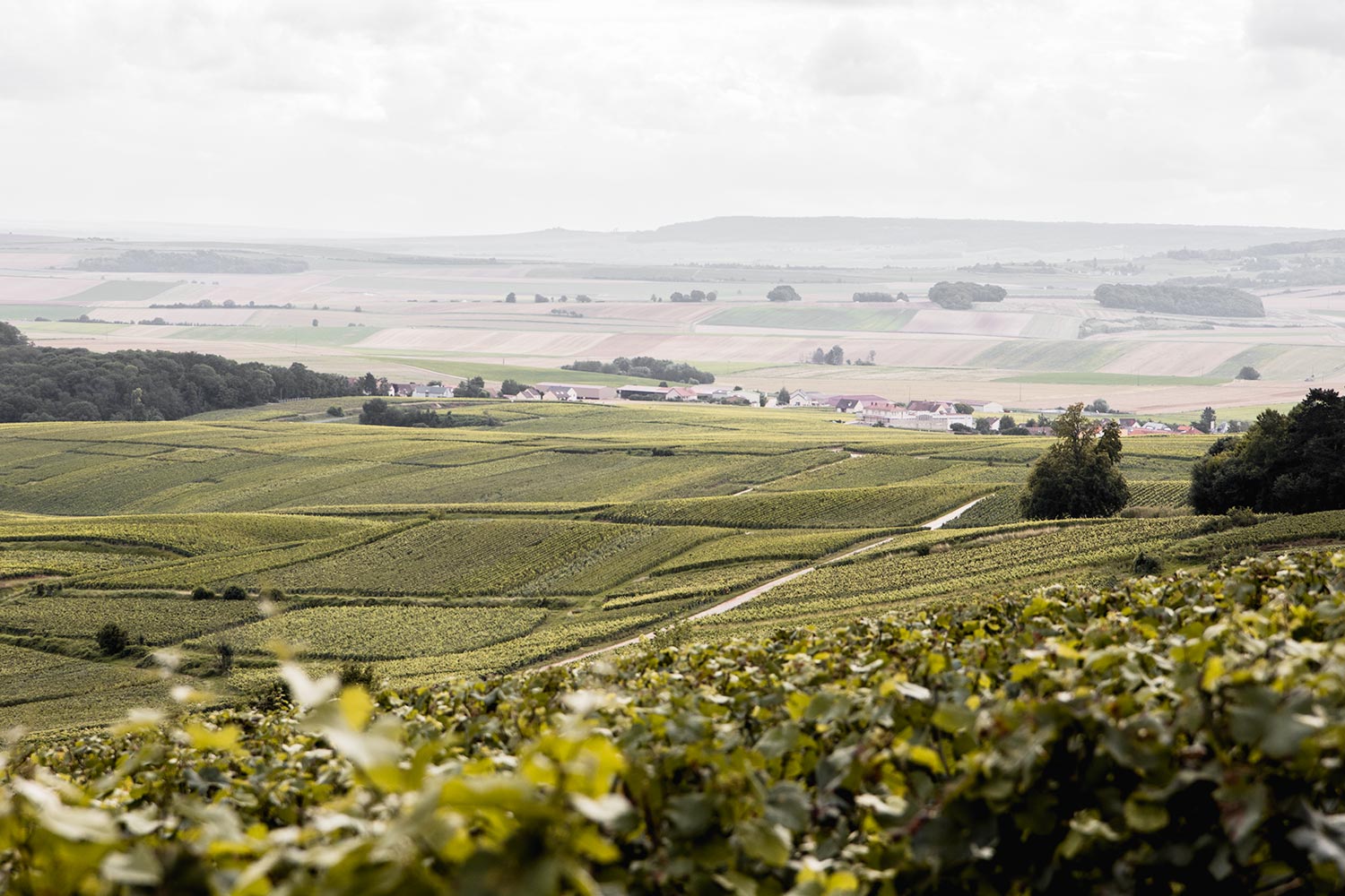 Exploring the vineyards of Champagne Valley