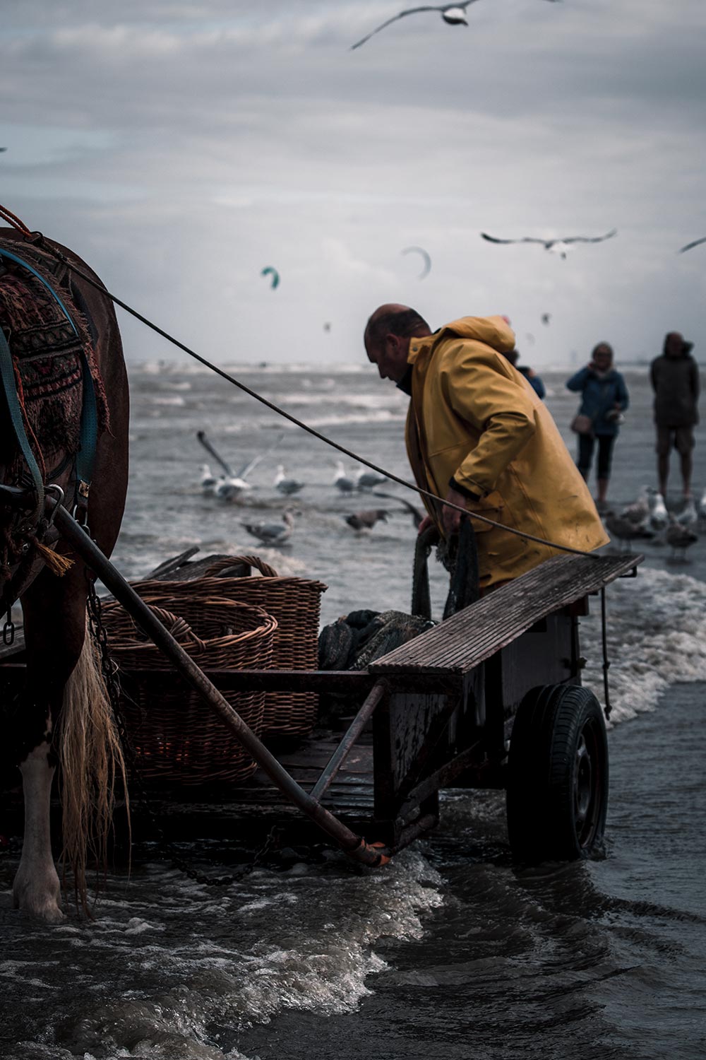 Oostduinkerkse garnaalvissers brengen hun vangst aan wal