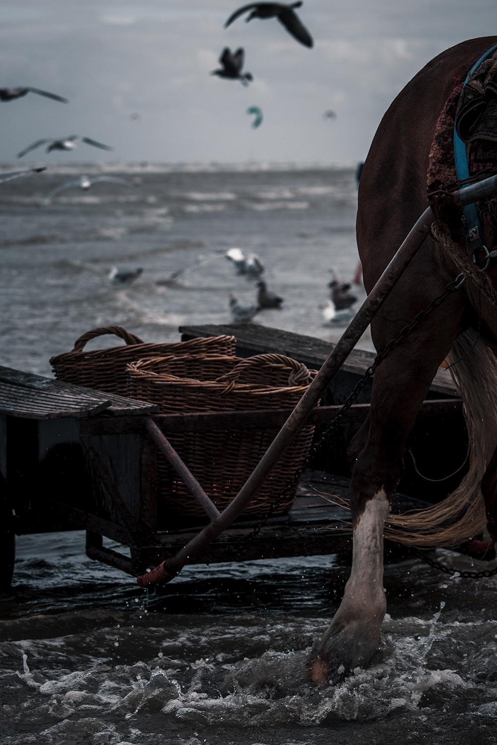 Manden vol grijze Noordzeegarnalen worden aan wal gebracht