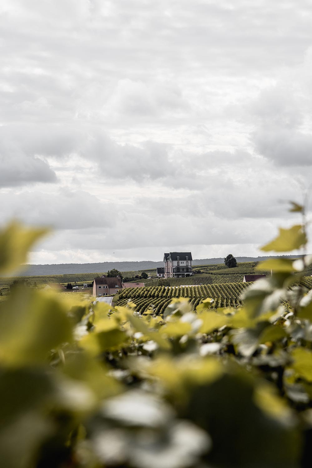 Chateau de Sacy as seen from a nature walk among the vines