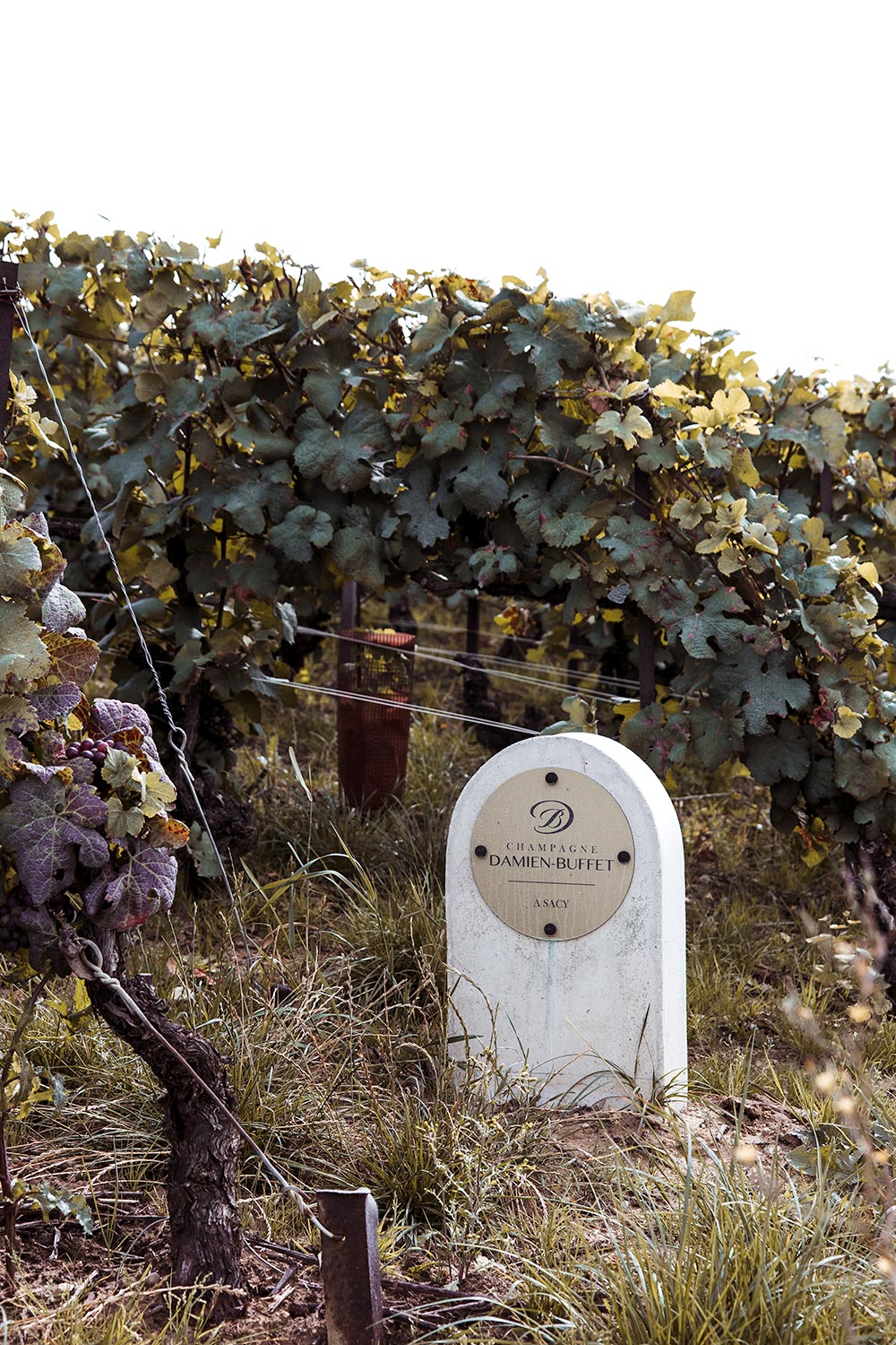 Small champagne houses to be visited in Sacy