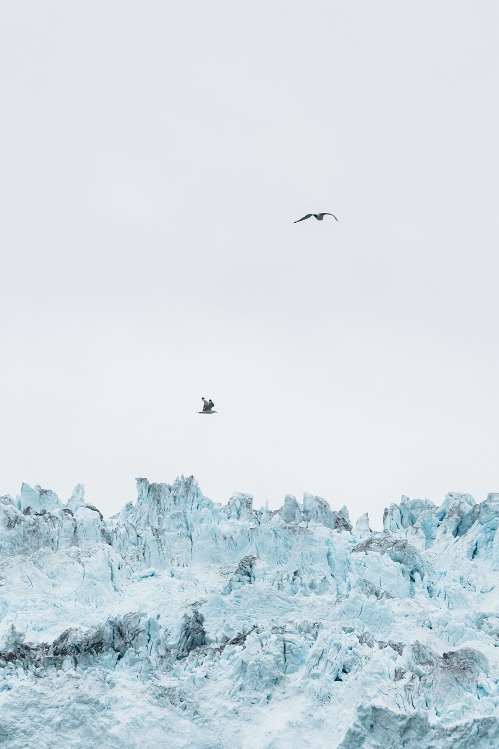 Vogels omcirkelen de Eqi Gletsjer